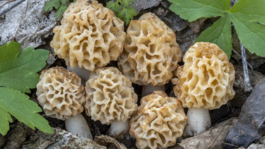 Morel mushrooms