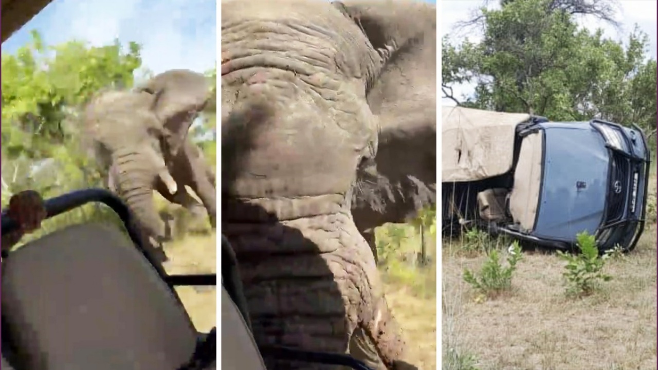 safari morta una donna di 79 anni