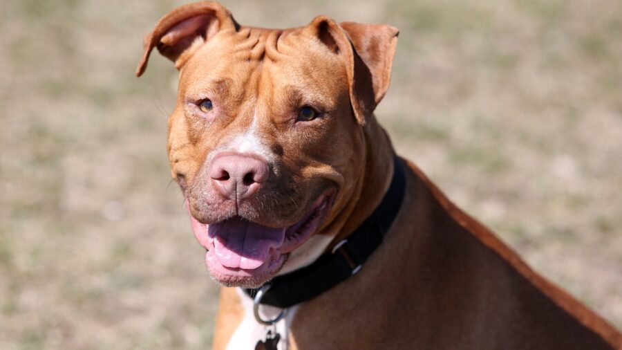 Cane di razza Pit Bull
