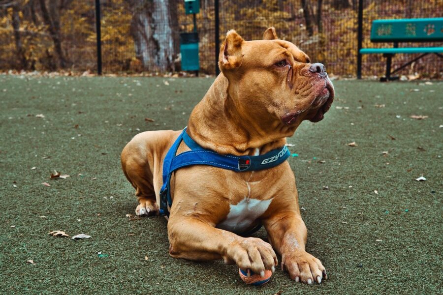 Pit Bull in giardino