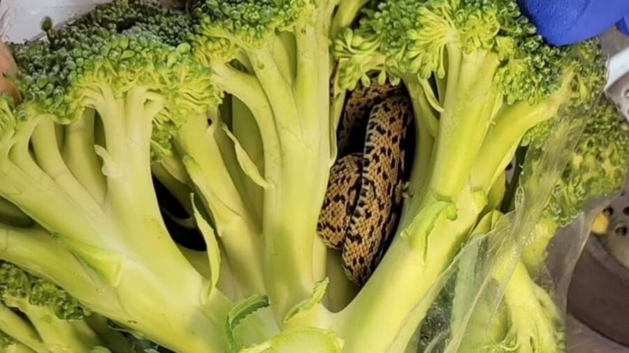 Uomo inorridito trova qualcosa di incredibile in mezzo ai broccoli acquistati al supermercato