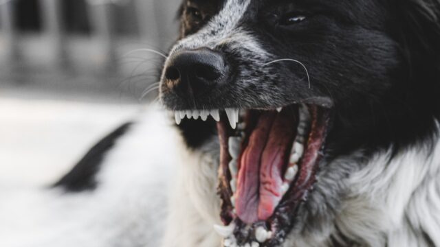 Morsa da un cane mentre si trova casa di amici, necessario l’intervento dei soccorsi: come sta la piccola di soli due anni