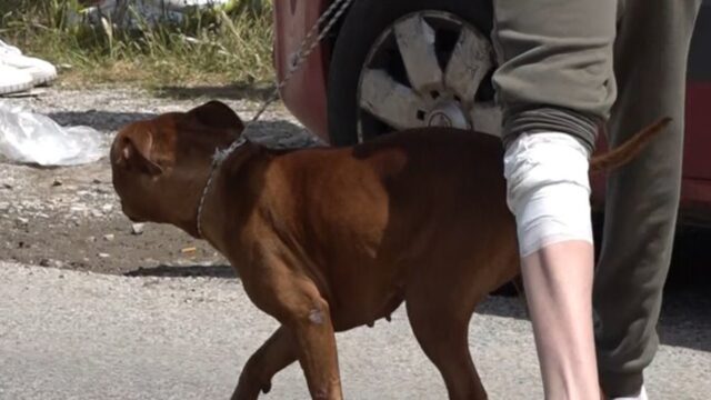 Il piccolo Francesco ucciso dai Pitbull, arriva adesso la decisione sui cani