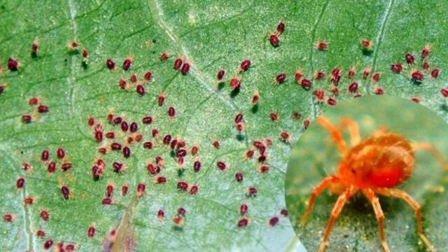 Come eliminare i fastidiosi ragnetti rossi dalle proprie case: esiste un trucchetto unico