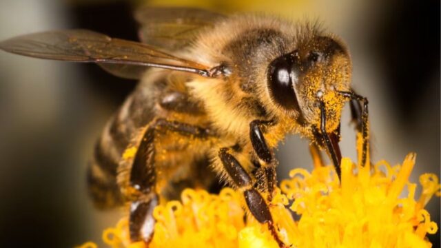 “Trovato da sua madre, purtroppo non ce l’ha fatta” Perde la vita per via di una puntura di ape: cosa è successo 