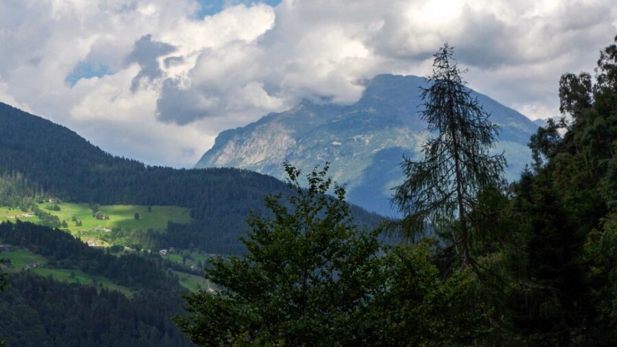 Viene schiacciato da un albero durante un'operazione di potatura