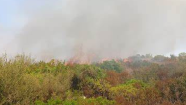 Travolto da un albero mentre cerca di spegnere un incendio, purtroppo l’epilogo è tragico: dove e cosa è successo
