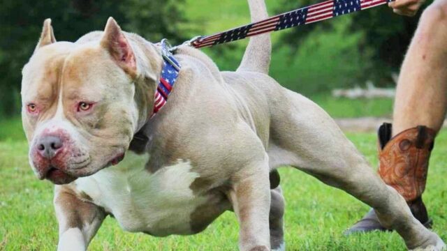 Dramma, bambino di 10 anni ricoverato in ospedale dopo essere stato attaccato da un cane: dove e cosa è successo 