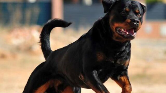 Bambino di 5 anni aggredito da un Rotweiller, ricoverato d’urgenza in ospedale: le sue condizioni
