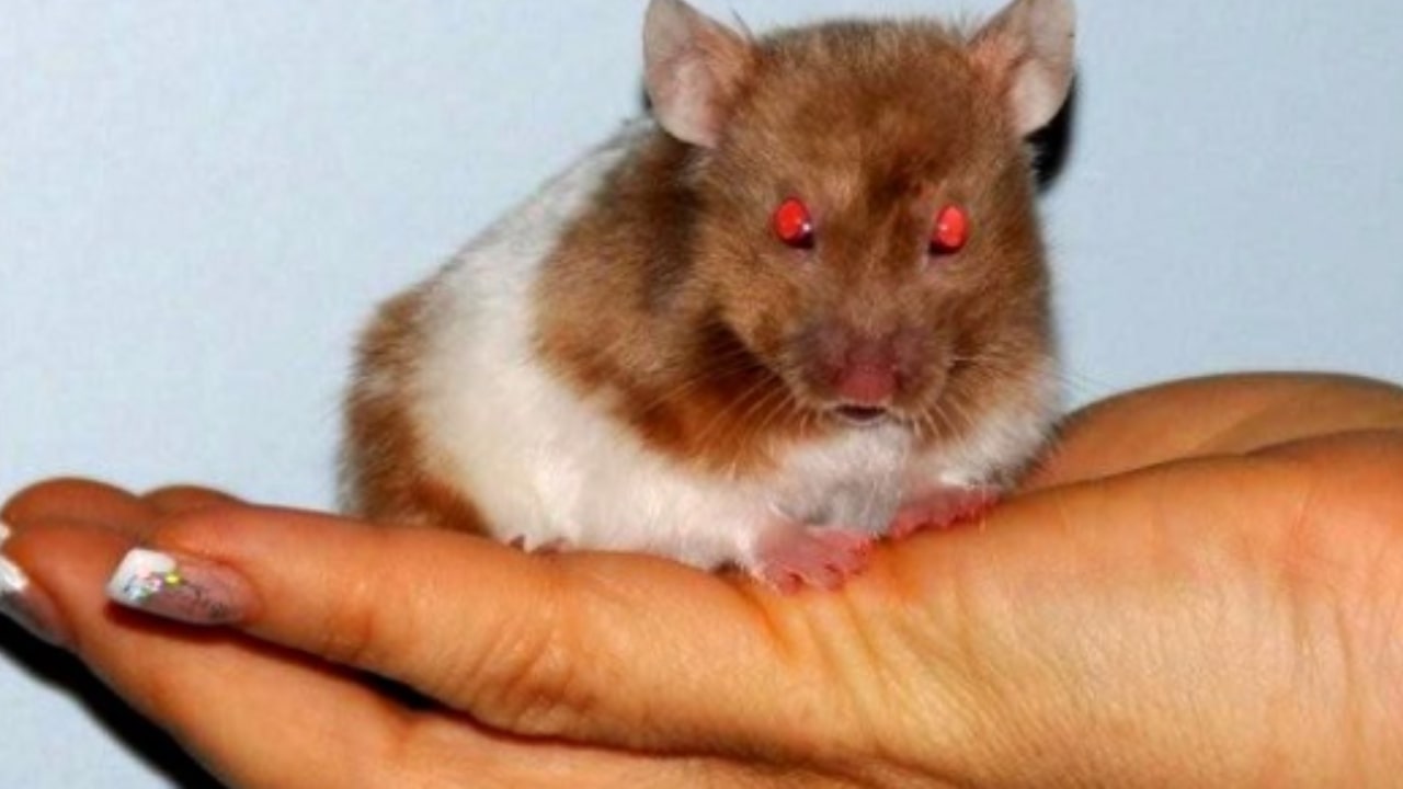 Un criceto morde una giovane madre