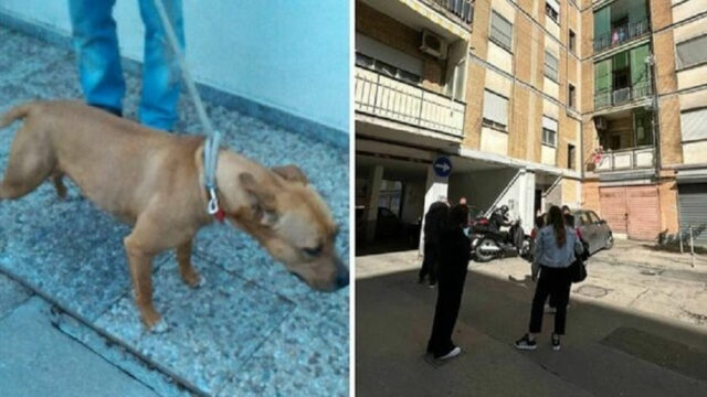 “Un disperato appello” Bimba uccisa dal pitbull, arriva la richiesta dei genitori proprio nel giorno del funerale della piccola Giulia