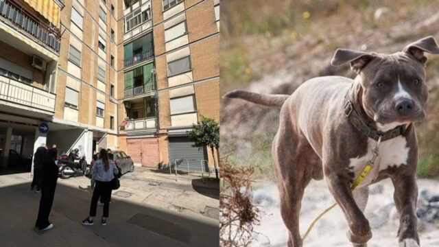 “L’hanno sequestrato al papà” Svolta nel caso della bimba uccisa dal pitbull: cosa è emerso nelle scorse ore