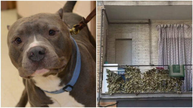 Bimba sbranata dal pitbull ad Acerra, rompe il silenzio il medico che l’ha presa subito in carico: “è arrivata già..”