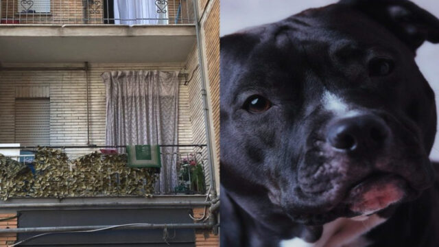 Bimba morta ad Acerra, rompe il silenzio la nonna materna: cosa pensa del papà della piccola