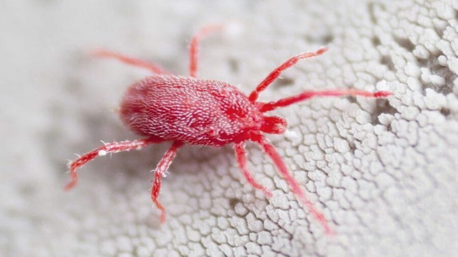 “Sono fastidiosissimi” come allontanare in modo naturale i ragnetti rossi dal balcone e dalle proprie abitazioni
