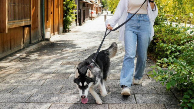 Bimba di due anni aggredita da un cane: dove e cosa è successo