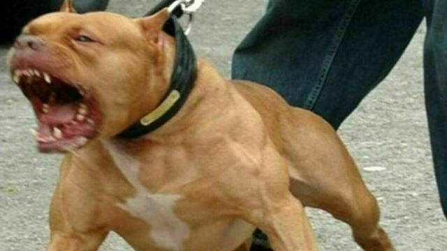 “La nonna ha tentato di salvarla” bambina di 2 anni azzannata da un pitbull. Dove e cos’è successo
