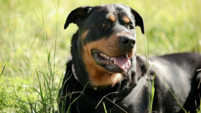 Azzannata al volto dal proprio cane, la situazione è molto seria: dove e cosa è successo 