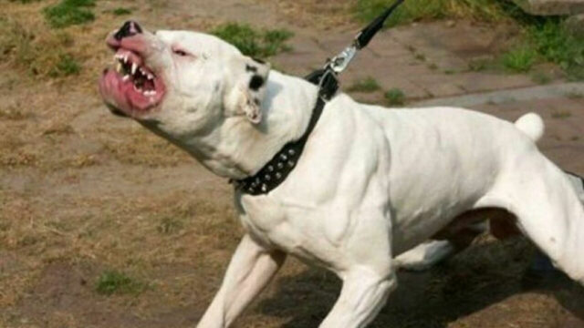 Bambino di 4 anni attaccato da un pitbull è in gravi condizioni, la scoperta choc sui proprietari fa infuriare