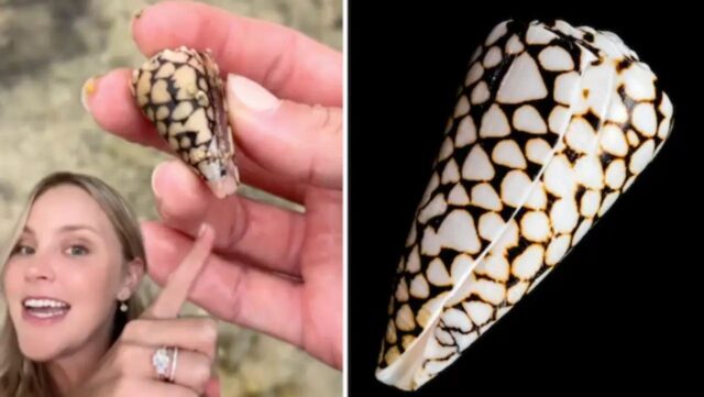 Raccoglie una conchiglia nel mare ma scopre di aver rischiato la vita: il motivo è serio 